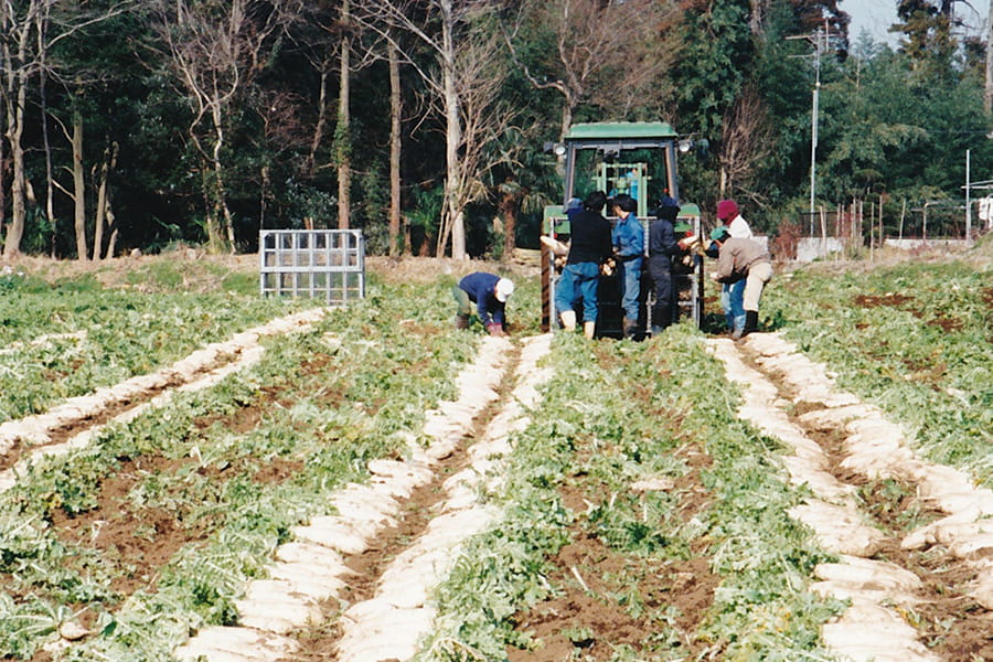 大根畑で作業中